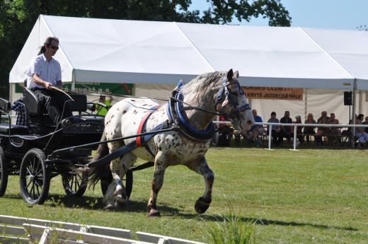 Koňské slavnosti 2016
