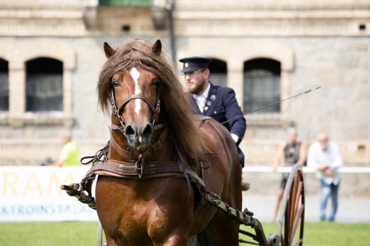 Koňské slavnosti města Hluboká nad Vltavou 2019