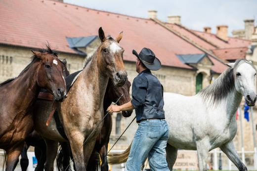 Koňské slavnosti města Hluboká nad Vltavou 2019