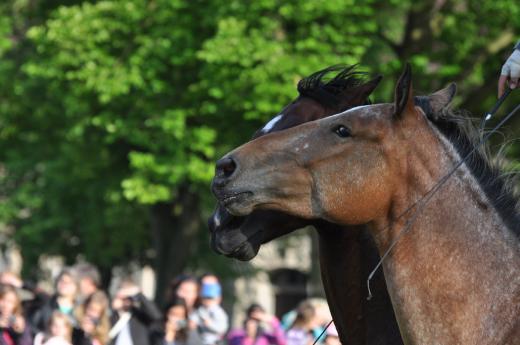 Den dětí v sedle 2012