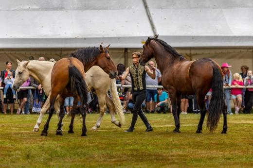 Koňské slavnosti města Hluboká nad Vltavou 2025