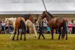 Koňské slavnosti města Hluboká nad Vltavou 2025