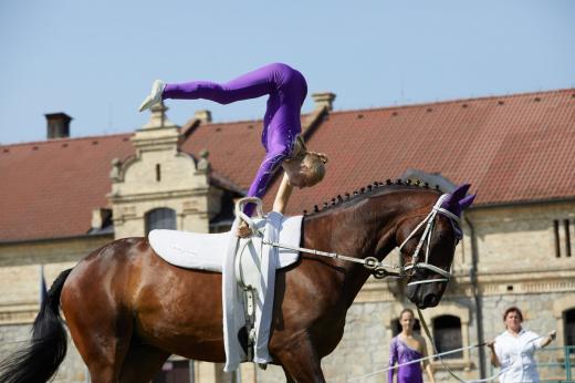 Koňské slavnosti 2017